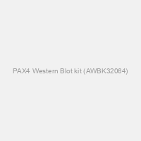 PAX4 Western Blot kit (AWBK32064)